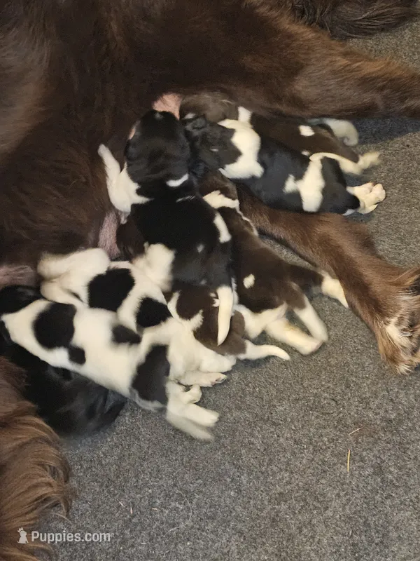 Nova litter