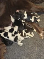 Nova litter, a female Newfoundland for sale in Sweet Home, OR – Photo 1 of 3
