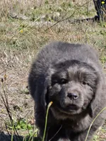 Blue collar, a female Newfoundland for sale in Sweet Home, OR – 3 of 7
