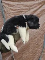 Nova Puppy 3, a female Newfoundland for sale in Sweet Home, OR – Photo 2 of 8