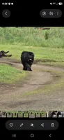Blue collar, a female Newfoundland for sale in Sweet Home, OR – 4 of 7