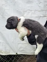 Cinders litter puppy 3, a male Newfoundland for sale in Sweet Home, OR – Photo 3 of 5