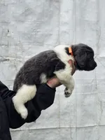 Cinders litter puppy 3, a male Newfoundland for sale in Sweet Home, OR – Photo 1 of 5