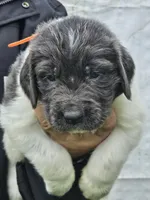 Cinders litter puppy 3, a male Newfoundland for sale in Sweet Home, OR – Photo 2 of 5