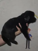 Puppy number 10, a female Newfoundland for sale in Sweet Home, OR – Photo 1 of 5