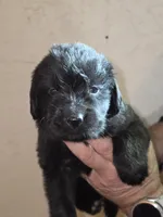 Puppy number 10, a female Newfoundland for sale in Sweet Home, OR – Photo 3 of 5