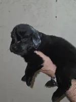 Puppy number 10, a female Newfoundland for sale in Sweet Home, OR – Photo 2 of 5