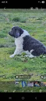 Grey, a male Newfoundland for sale in Sweet Home, OR – Photo 2 of 10