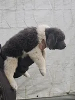 Grey, a male Newfoundland for sale in Sweet Home, OR – Photo 4 of 10