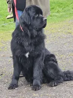 Grey, a male Newfoundland for sale in Sweet Home, OR – Photo 9 of 10