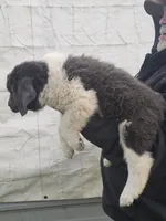 Grey, a male Newfoundland for sale in Sweet Home, OR – Photo 3 of 10