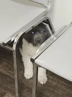 Grey, a male Newfoundland for sale in Sweet Home, OR – Photo 10 of 10