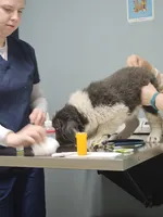 Grey, a male Newfoundland for sale in Sweet Home, OR – Photo 5 of 10