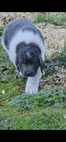 Grey, a male Newfoundland for sale in Sweet Home, OR – Photo 1 of 10