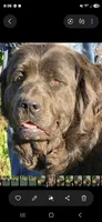 Bear, a male Newfoundland for sale in Sweet Home, OR – 3 of 6