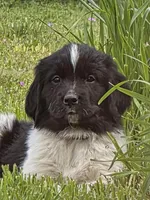 Purple collar, a female Newfoundland for sale in Sweet Home, OR – Photo 2 of 4