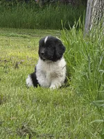 Purple collar, a female Newfoundland for sale in Sweet Home, OR – Photo 1 of 4