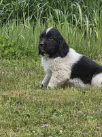 Purple collar, a female Newfoundland for sale in Sweet Home, OR – Photo 4 of 4