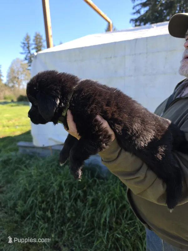 Dark green, a female Newfoundland for sale in Sweet Home, OR – Photo 1 of 7