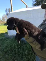 Dark green, a female Newfoundland for sale in Sweet Home, OR – Photo 1 of 7