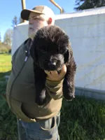 Dark green, a female Newfoundland for sale in Sweet Home, OR – Photo 2 of 7