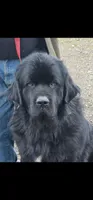 Dark green, a female Newfoundland for sale in Sweet Home, OR – Photo 7 of 7