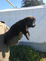 Dark green, a female Newfoundland for sale in Sweet Home, OR – Photo 3 of 7