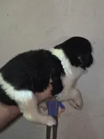 Puppy number 7, a female Newfoundland for sale in Sweet Home, OR – Photo 3 of 5