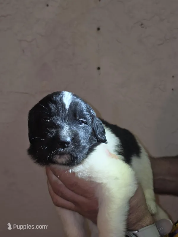 Puppy number 7 – Newfoundland puppy for sale in Sweet Home, OR