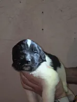 Puppy number 7, a female Newfoundland for sale in Sweet Home, OR – Photo 1 of 5