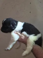 Puppy number 7, a female Newfoundland for sale in Sweet Home, OR – Photo 2 of 5