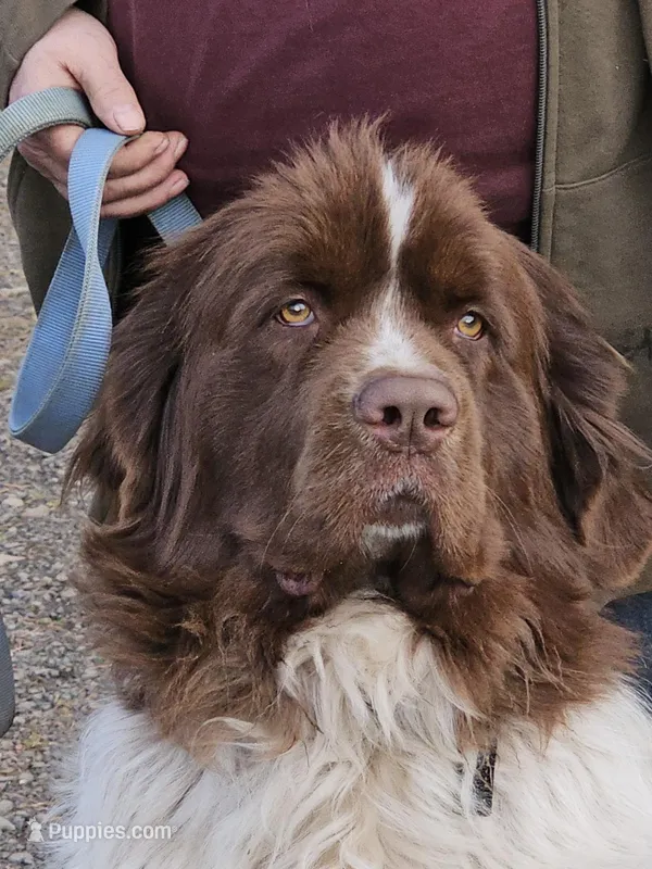 purple collar – Newfoundland puppy on hold in Sweet Home, OR