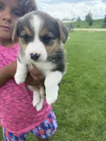 Sky, a female Pembroke Welsh Corgi for sale in Monmouth, IA – 1 of 2