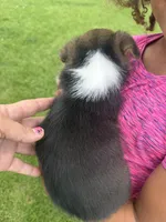 Sky, a female Pembroke Welsh Corgi for sale in Monmouth, IA – 2 of 2