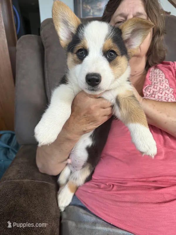 Kyler – Pembroke Welsh Corgi puppy for sale in Monmouth, IA