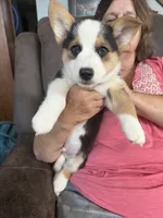 Kyler, a male Pembroke Welsh Corgi for sale in Monmouth, IA – 1 of 2
