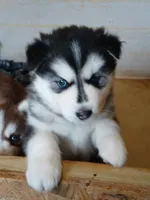 processed/8fb7c84a-69e6-40ad-942c-4ff23fa14f11/listing/0729d70d-a189-4d31-a0fa-c60c0711d173/594b1deb-b943-43d8-b78a-c60fcc87d248