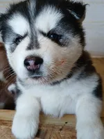 processed/8fb7c84a-69e6-40ad-942c-4ff23fa14f11/listing/0729d70d-a189-4d31-a0fa-c60c0711d173/8bbf14b9-c456-4a8a-8b9e-7c0459101418