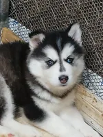 processed/8fb7c84a-69e6-40ad-942c-4ff23fa14f11/listing/0729d70d-a189-4d31-a0fa-c60c0711d173/e0d3dbc9-9952-458c-9120-3dc64e79e1ec