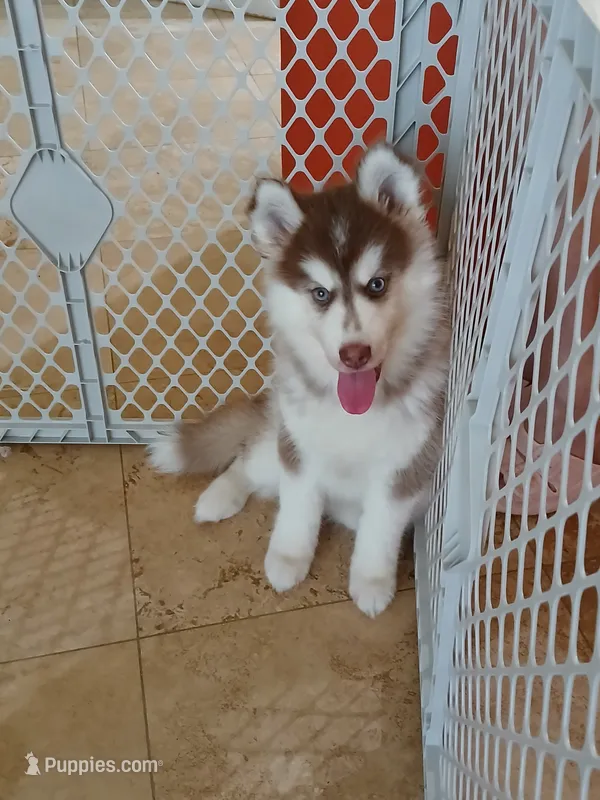 Misha – Siberian Husky puppy for sale in Orlando, FL