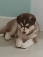 Misha, a female Siberian Husky for sale in Orlando, FL – 3 of 7