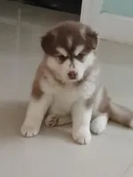 Misha, a female Siberian Husky for sale in Orlando, FL – 7 of 7