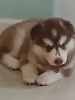 Misha, a female Siberian Husky for sale in Orlando, FL – 1 of 7