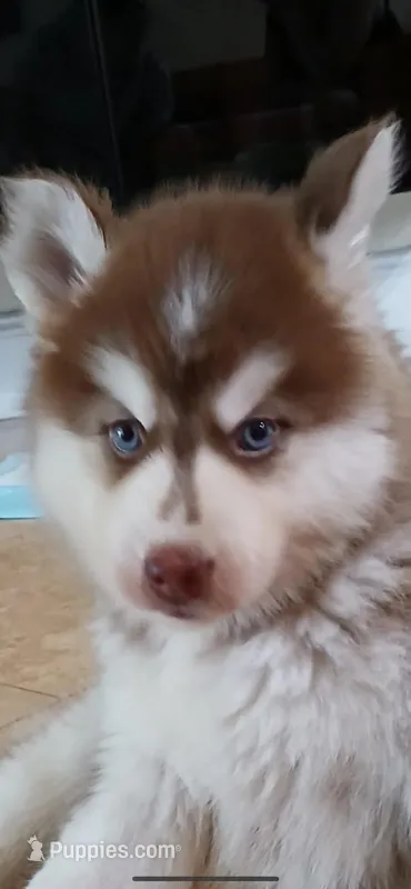 Misha – Siberian Husky puppy for sale in Orlando, FL