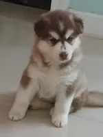 Misha, a female Siberian Husky for sale in Orlando, FL – 6 of 7