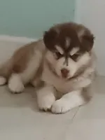 Misha, a female Siberian Husky for sale in Orlando, FL – 2 of 7