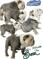 Benz (SHRINKABULL Son), a male English Bulldog for sale in Cullman, AL – 3 of 9