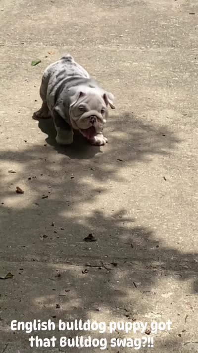 Ferrari (SHRINKABULL Son), a male English Bulldog for sale in Cullman, AL – 9 of 10