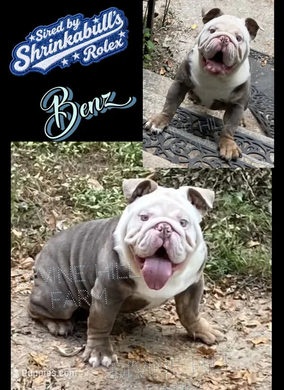 Benz (SHRINKABULL Son) – English Bulldog puppy for sale in Cullman, AL