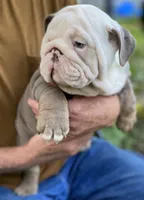 Benz (SHRINKABULL Son), a male English Bulldog for sale in Cullman, AL – 2 of 10